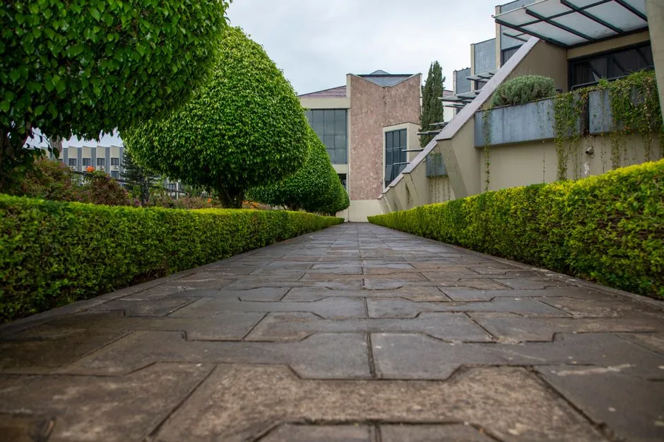 Tonte de pelouse