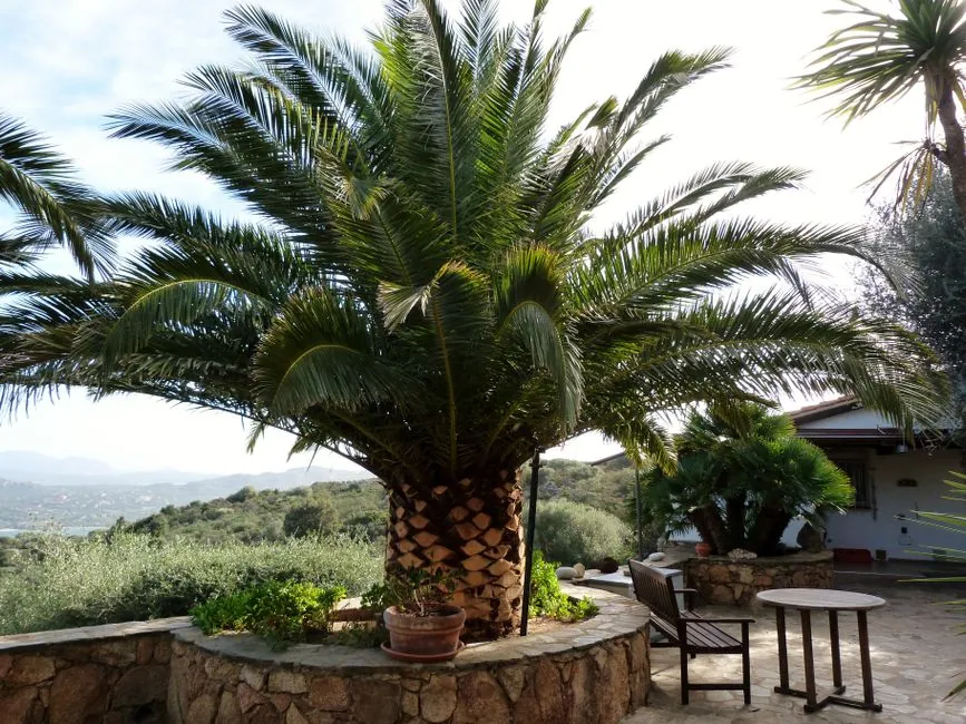 Jardin mediterraneen entretenu, ambiance Avignon